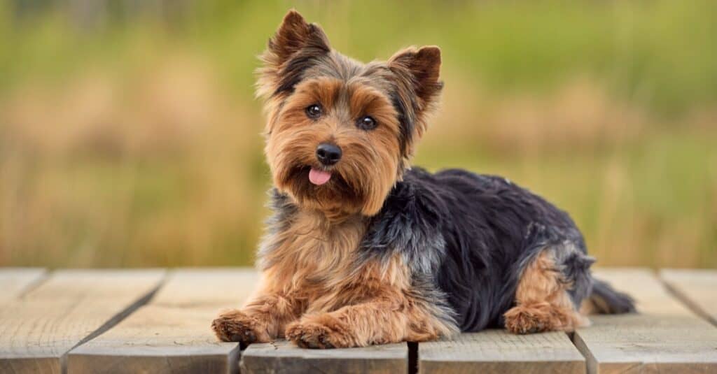 yorkie